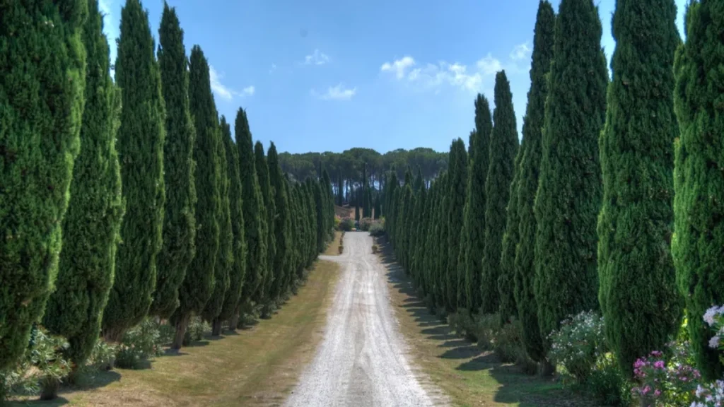 Allée de maison