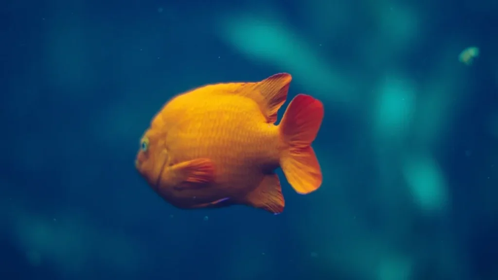 Aquarium encastré dans un mur