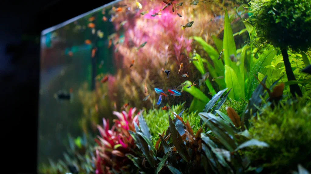Aquarium rempli de poissons colorés et de plantes