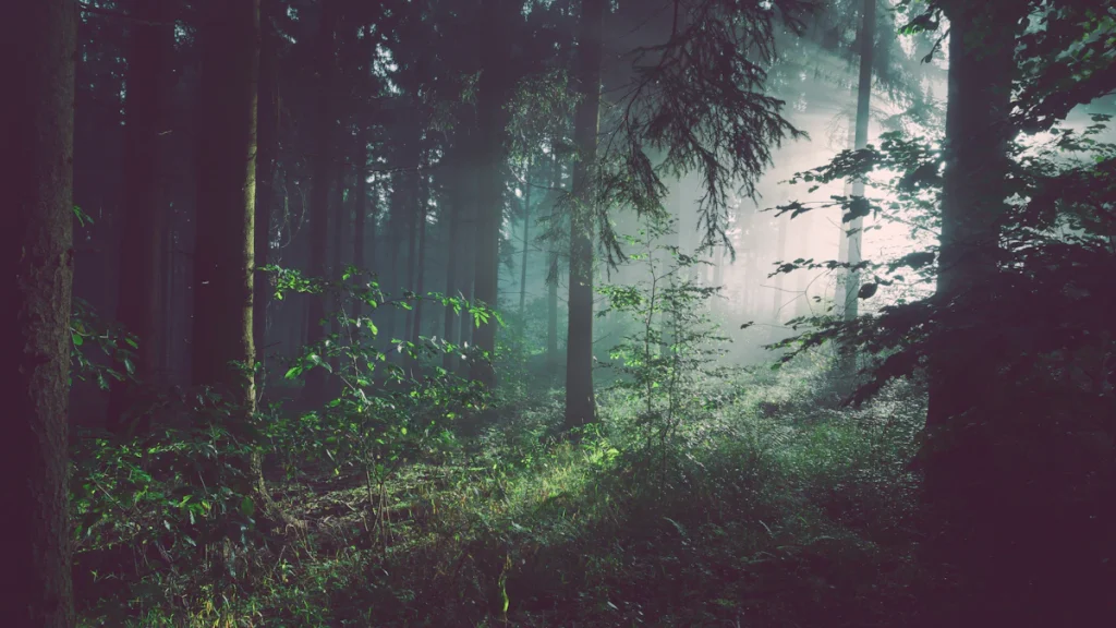 Forêt traversée par les rayons du soleil